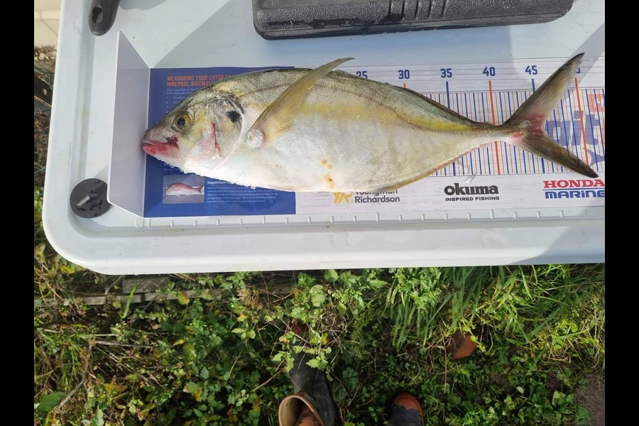 Brodi Edwards caught this 45.0cm Trevally at Wanganui during The Hirepool Baitmates Fishing Comp
