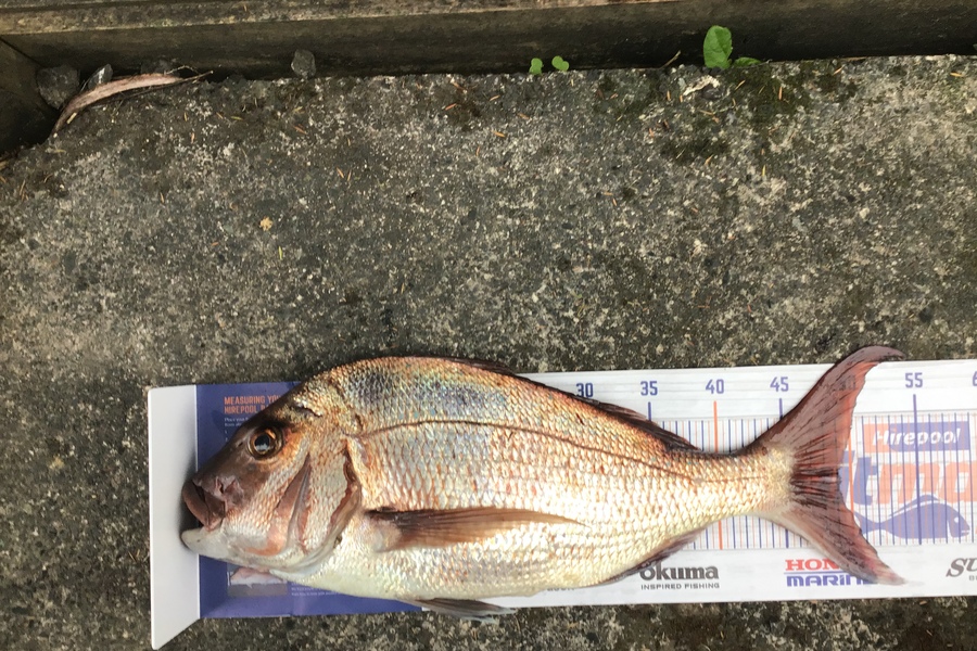 Michael Kindley caught this 49.0cm Snapper at Tiritirimatangi during The Hirepool Baitmates Fishing Comp