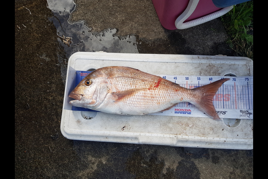 Charles Moller caught this 60.0cm Snapper at West coast during The Hirepool Baitmates Fishing Comp