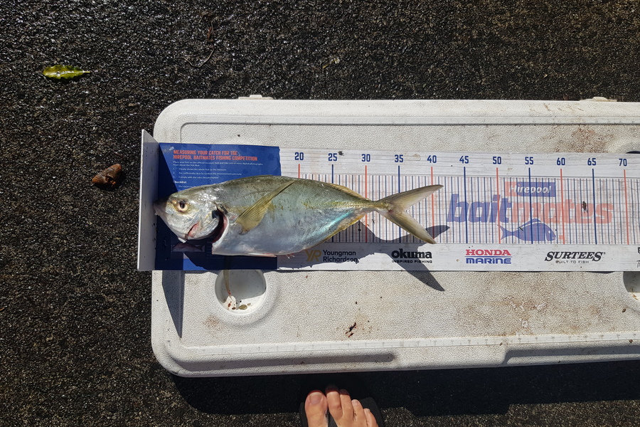 Charles Moller caught this 35.5cm Trevally at West coast during The Hirepool Baitmates Fishing Comp