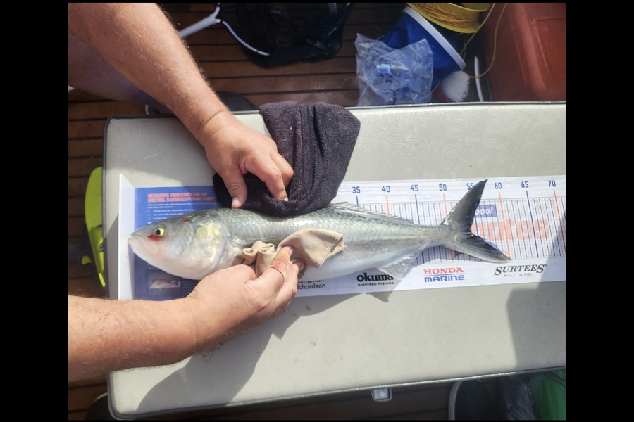 Jacqui Scott caught this 54.0cm Kahawai at Whitianga  during The Hirepool Baitmates Fishing Comp