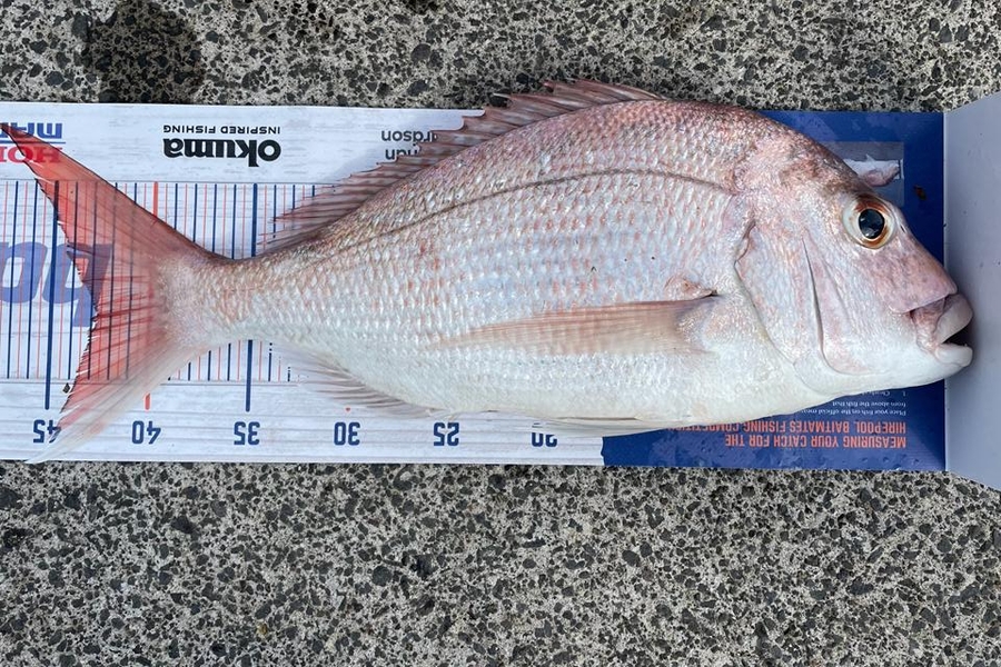 Brody de Beer caught this 43.0cm Snapper at Duder during The Hirepool Baitmates Fishing Comp