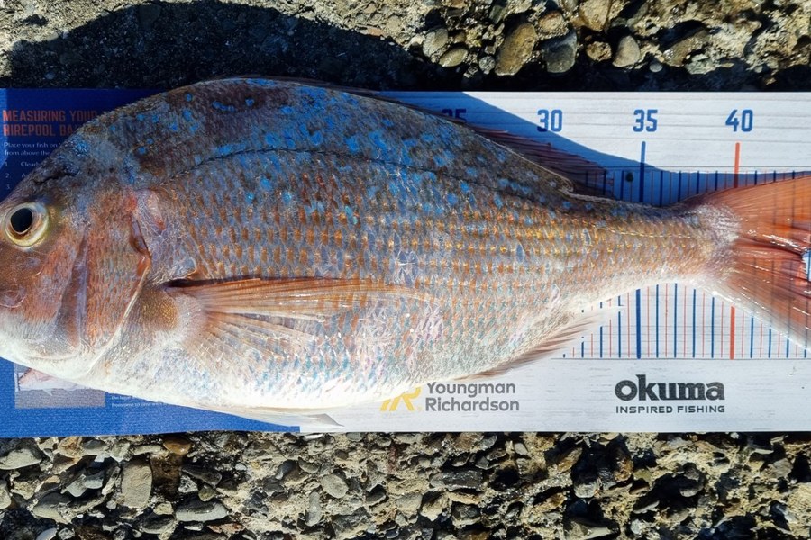 Gerry Espiritu caught this 43.5cm Snapper at Balaena Bay during The Hirepool Baitmates Fishing Comp