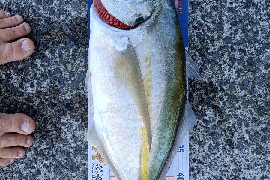 Andrew Cornelder caught this 52.0cm Trevally at Tauranga  during The Hirepool Baitmates Fishing Comp