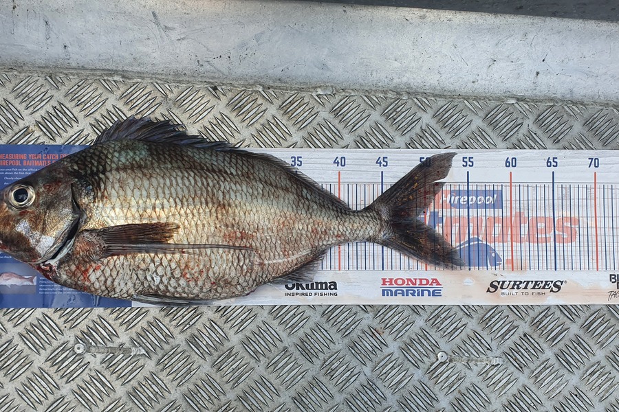 Sam Connor caught this 49.0cm Tarakihi at Jacksons bay during The Hirepool Baitmates Fishing Comp