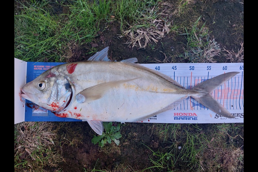 Trevor Hopson caught this 55.5cm Trevally at Tauranga  during The Hirepool Baitmates Fishing Comp