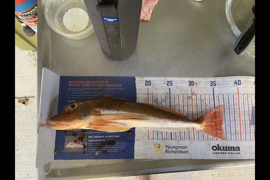 Kees Baars caught this 36.0cm Gurnard at Kawau during The Hirepool Baitmates Fishing Comp