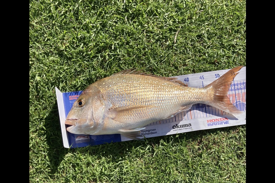 Clint Green caught this 52.0cm Snapper at Coromandel Mussel Farms during The Hirepool Baitmates Fishing Comp