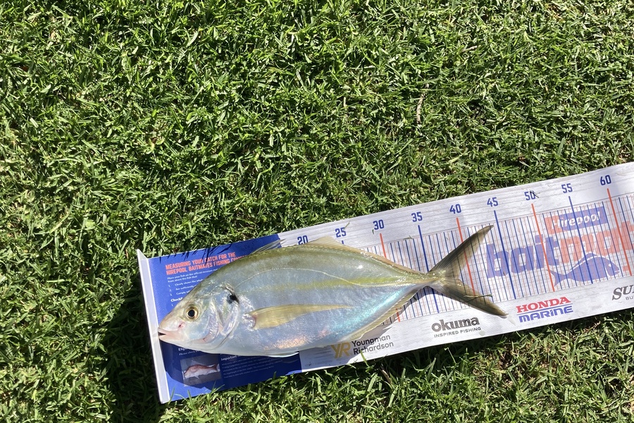 Clint Green caught this 37.0cm Trevally at Coromandel Mussel Farms during The Hirepool Baitmates Fishing Comp