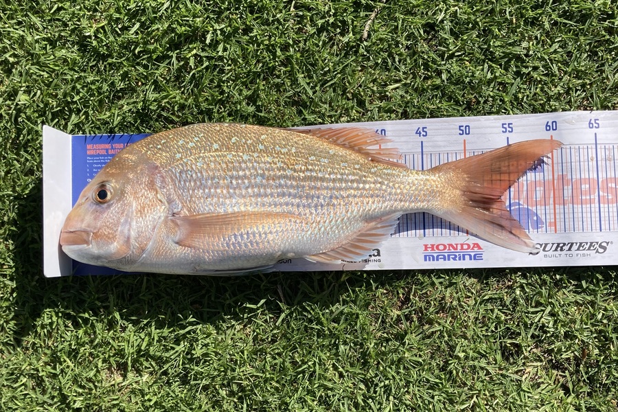Janeve Green caught this 54.0cm Snapper at Coromandel Mussel Farms during The Hirepool Baitmates Fishing Comp