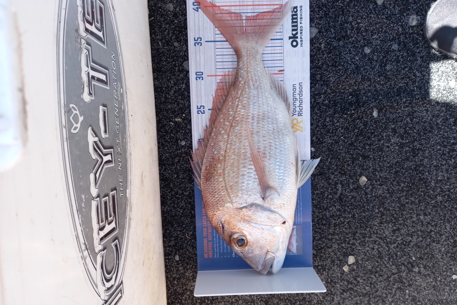 Sandra Dicker caught this 38.5cm Snapper at Orerepoint  during The Hirepool Baitmates Fishing Comp