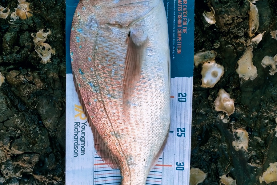 Ben Moretti caught this 39.0cm Snapper at Kerikeri  during The Hirepool Baitmates Fishing Comp
