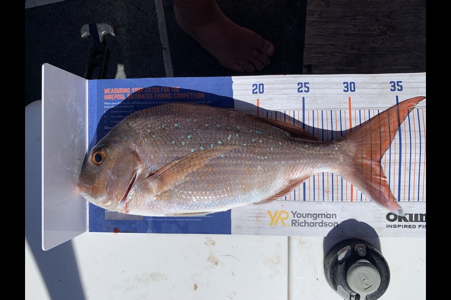 Shannon Millar caught this 33.0cm Snapper at Coromandel  during The Hirepool Baitmates Fishing Comp