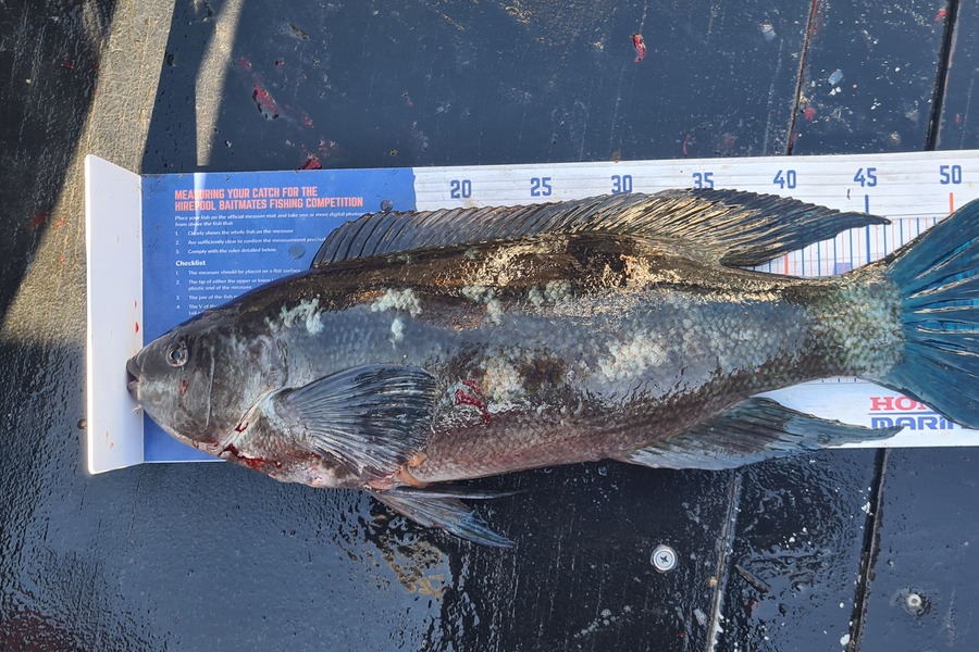Dalkeith Matiaha caught this 53.0cm Butterfish at Mana during The Hirepool Baitmates Fishing Comp