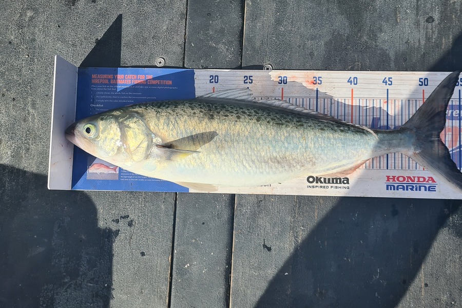 Dalkeith Matiaha caught this 52.0cm Kahawai at Mana during The Hirepool Baitmates Fishing Comp