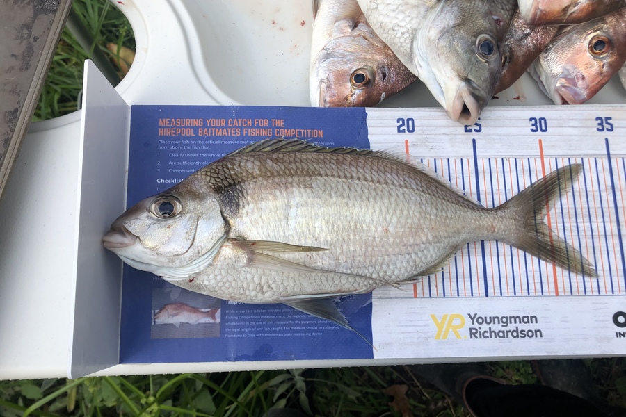 Marcel George caught this 29.5cm Tarakihi at Wellington  during The Hirepool Baitmates Fishing Comp
