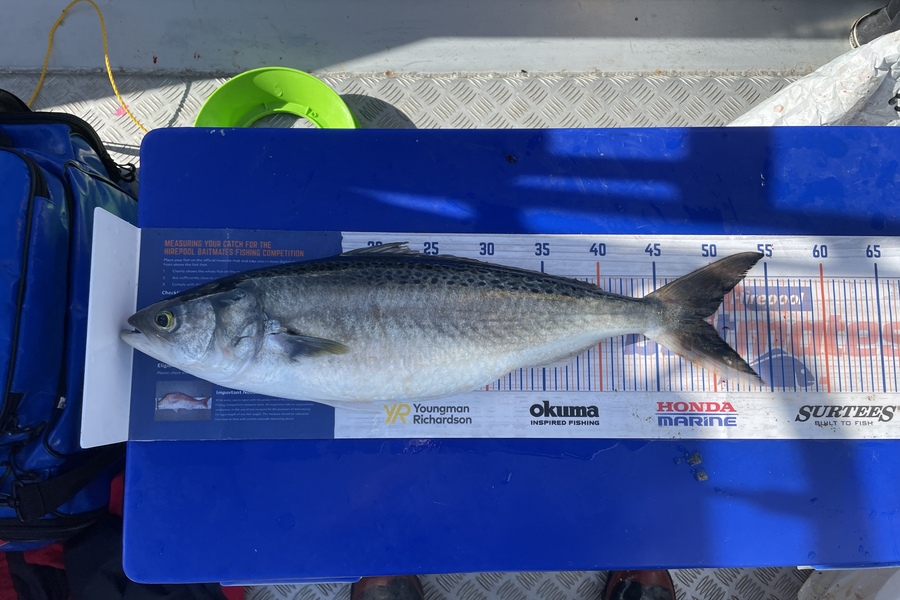 Hayden George caught this 49.0cm Kahawai at Wellington  during The Hirepool Baitmates Fishing Comp