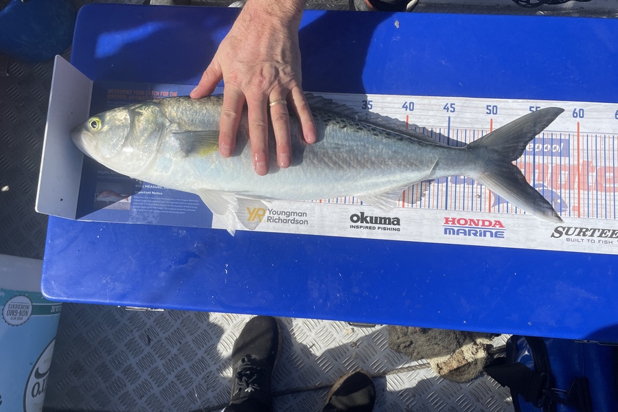 Hayden George caught this 52.5cm Kahawai at Wellington  during The Hirepool Baitmates Fishing Comp