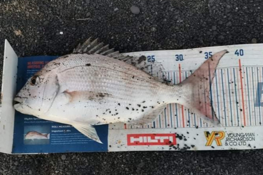 Tim  McKenzie caught this 34.5cm Snapper at Napier  during The Hirepool Baitmates Fishing Comp