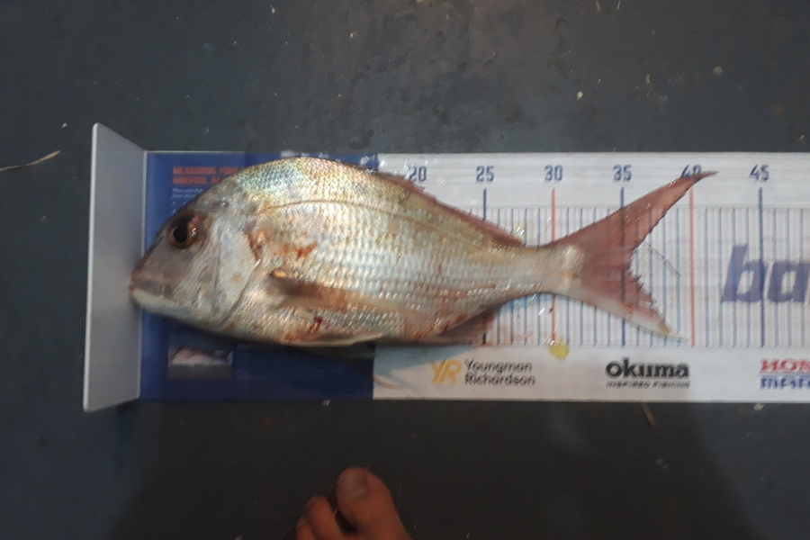 Andrew Le Fleming caught this 35.5cm Snapper at Tauranga harbour during The Hirepool Baitmates Fishing Comp
