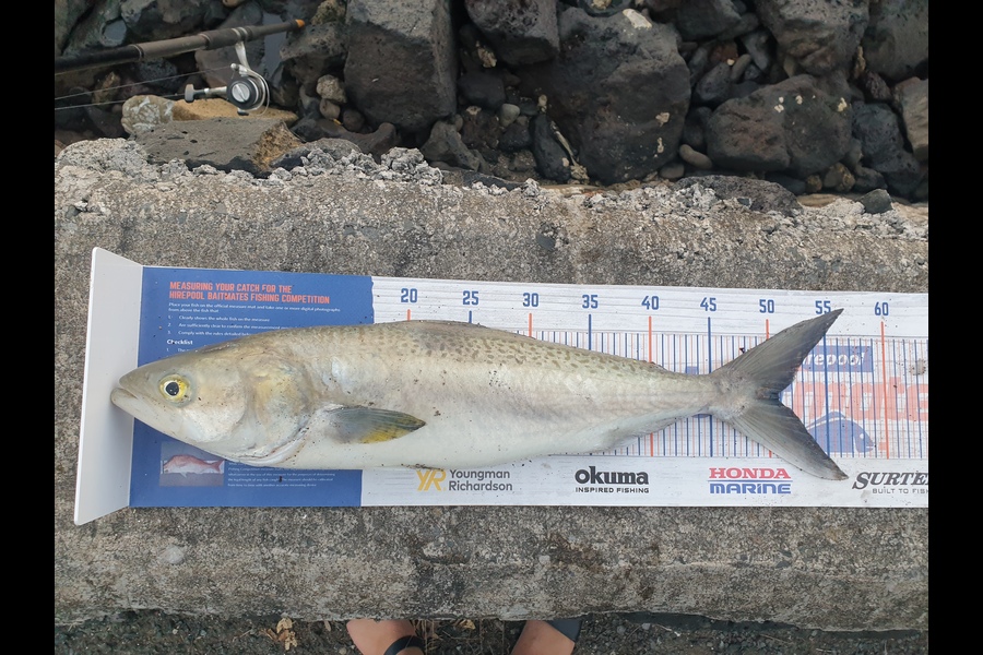 Jessica Rawhiti caught this 50.5cm Kahawai at Huia during The Hirepool Baitmates Fishing Comp