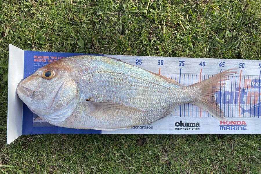 Caleb Kauta caught this 43.5cm Snapper at Bay of plenty  during The Hirepool Baitmates Fishing Comp