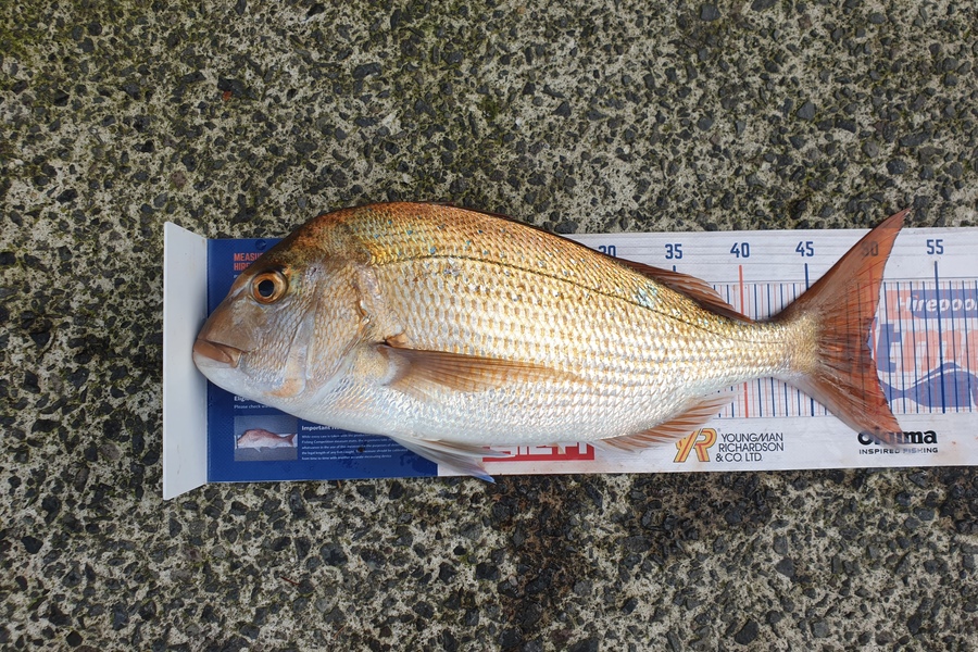 Cody Alexander caught this 49.5cm Snapper at Tauranga  during The Hirepool Baitmates Fishing Comp