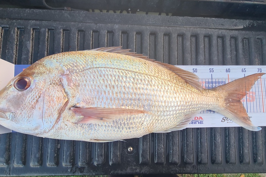 Shane Edwards caught this 63.0cm Snapper at Manawatu during The Hirepool Baitmates Fishing Comp