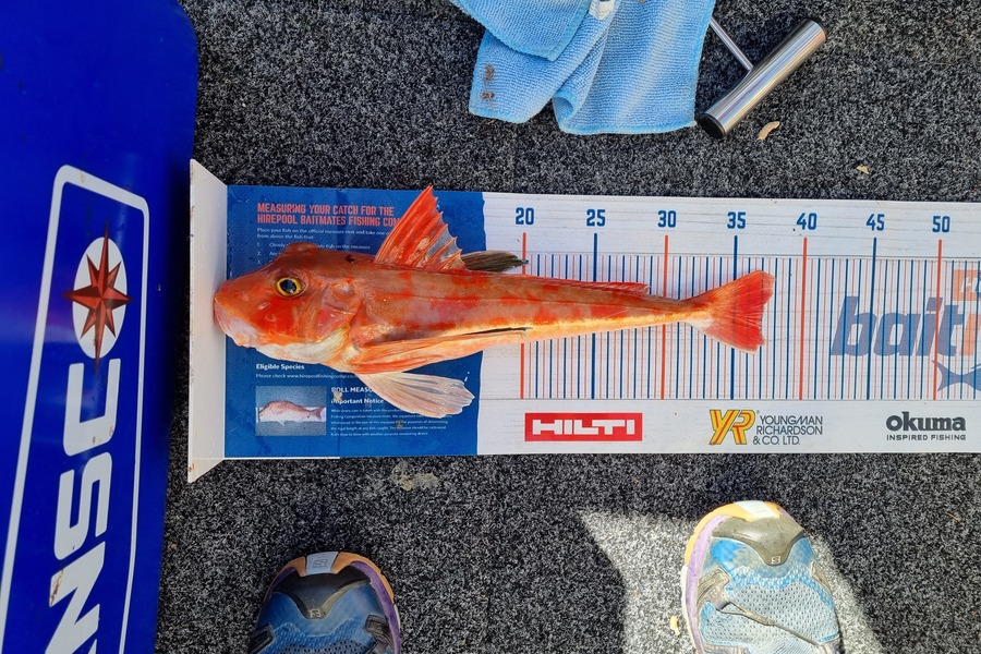 Stacey Gillespie caught this 37.0cm Gurnard at French Pass during The Hirepool Baitmates Fishing Comp