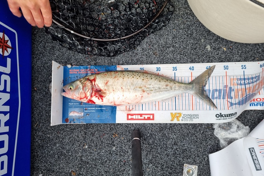 Stacey Gillespie caught this 43.5cm Kahawai at Okiwi Bay during The Hirepool Baitmates Fishing Comp
