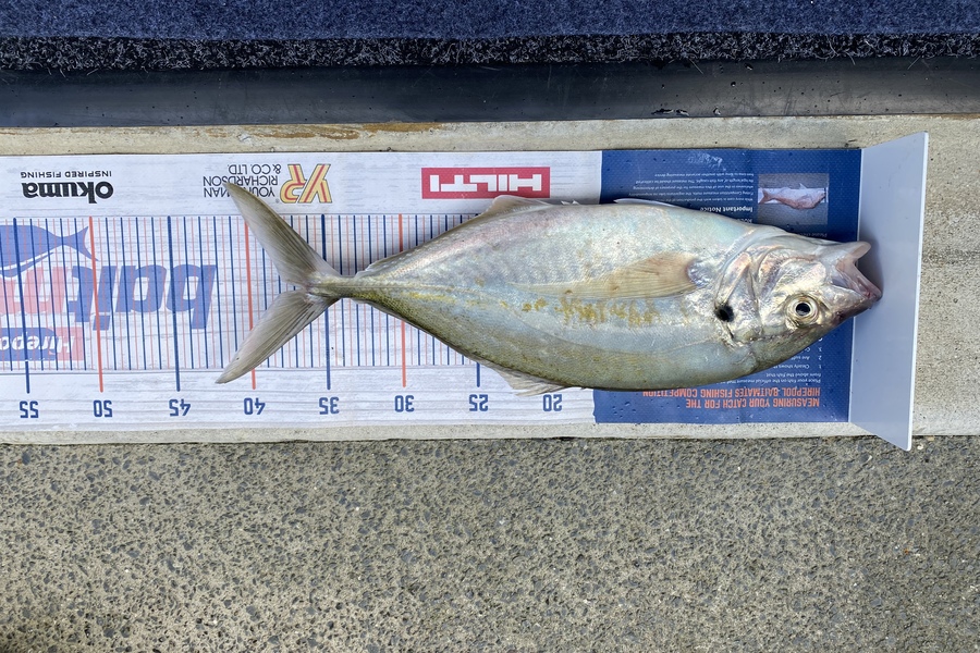 Neels Erasmus caught this 36.5cm Trevally at Browns Bay during The Hirepool Baitmates Fishing Comp