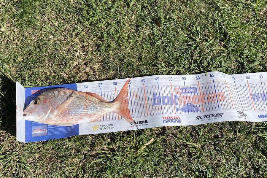 Carter Leaning caught this 33.5cm Snapper at Cooks beach  during The Hirepool Baitmates Fishing Comp