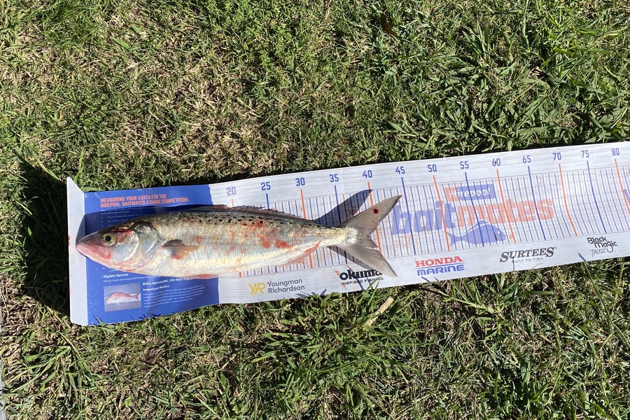 Carter Leaning caught this 38.5cm Kahawai at Cooks beach  during The Hirepool Baitmates Fishing Comp