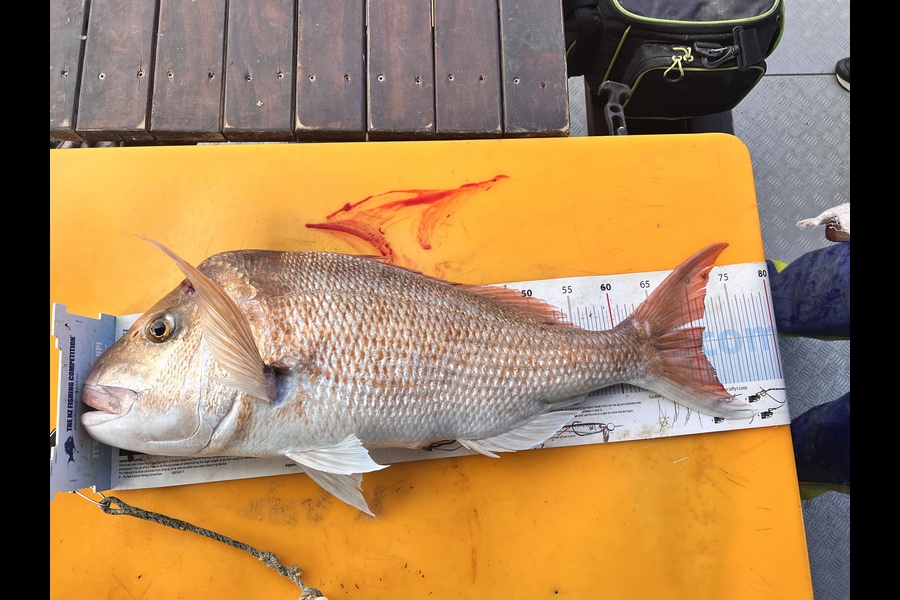 Michael Barlow caught this 70.5cm Snapper at Coromandel during The Hirepool Baitmates Fishing Comp
