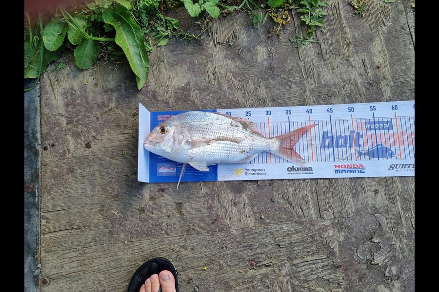 Daryl Edwards caught this 35.0cm Snapper at Porangahau during The Hirepool Baitmates Fishing Comp