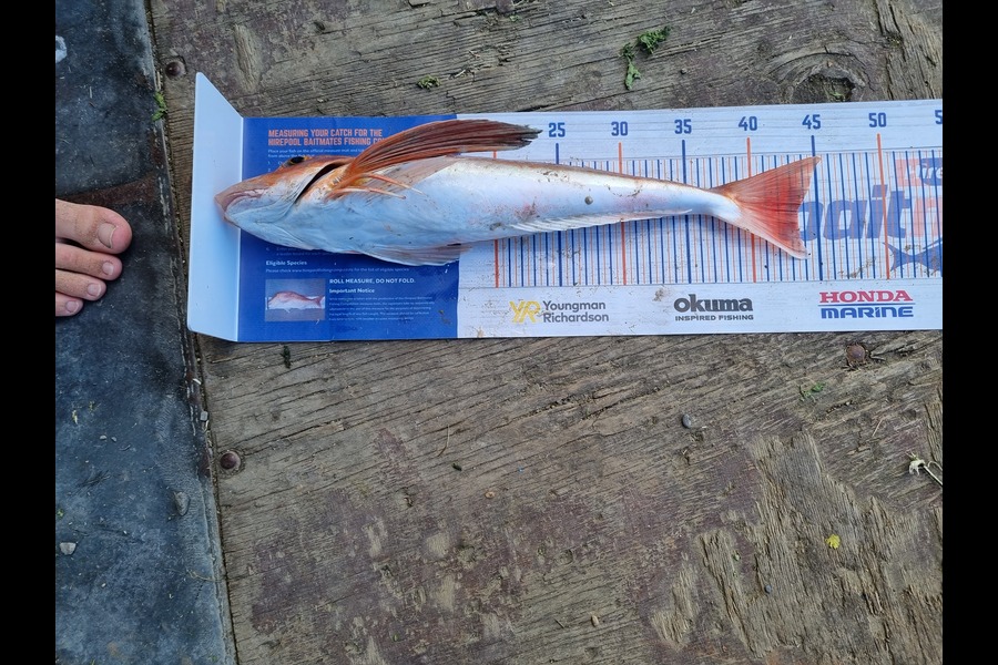 Daryl Edwards caught this 43.5cm Gurnard at Porangahau during The Hirepool Baitmates Fishing Comp
