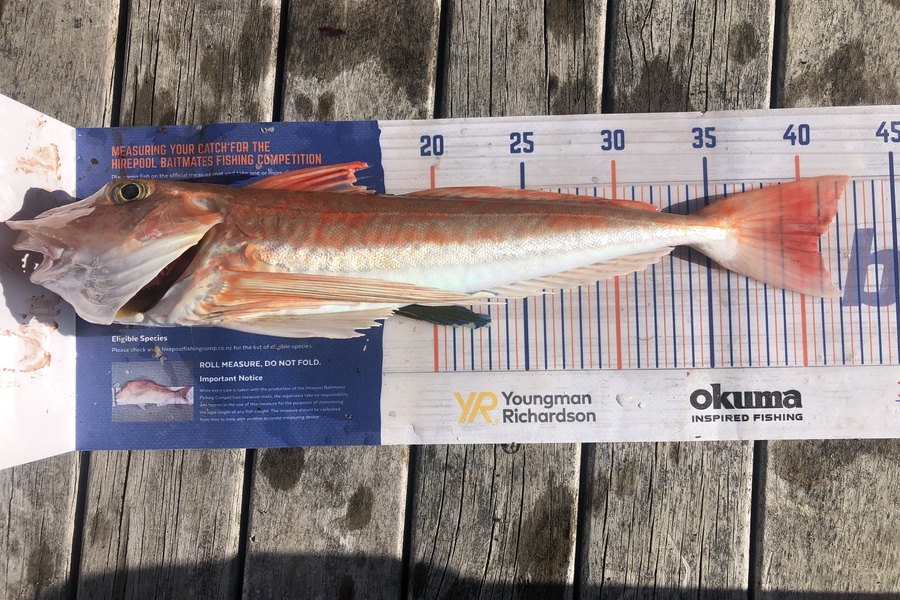 Ollie Karangaroa caught this 40.5cm Gurnard at Mahia beach during The Hirepool Baitmates Fishing Comp