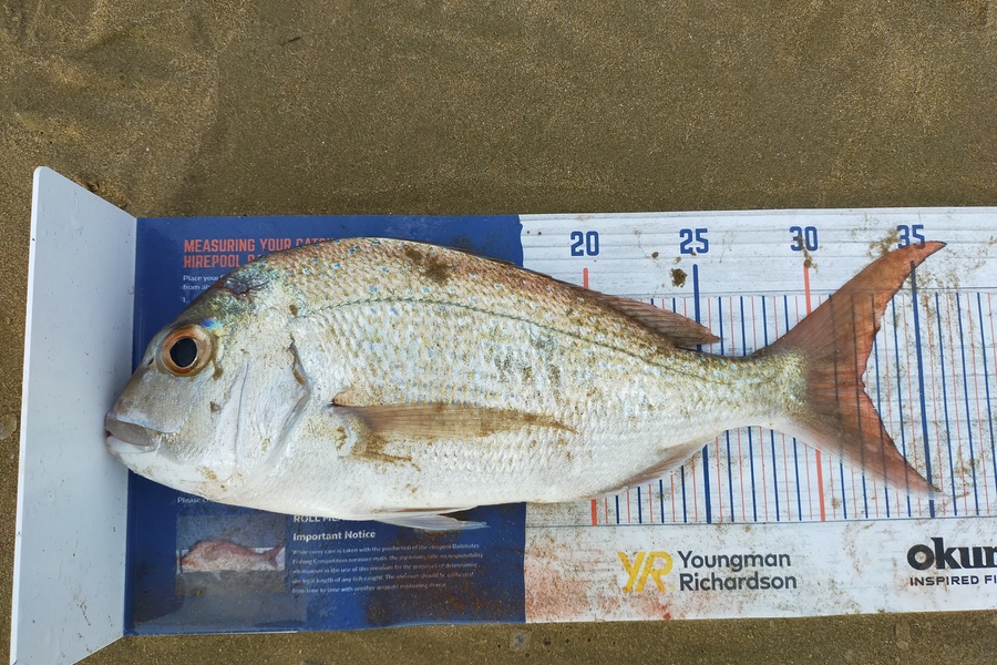Len Clarke caught this 32.0cm Snapper at Doubtless Bay during The Hirepool Baitmates Fishing Comp