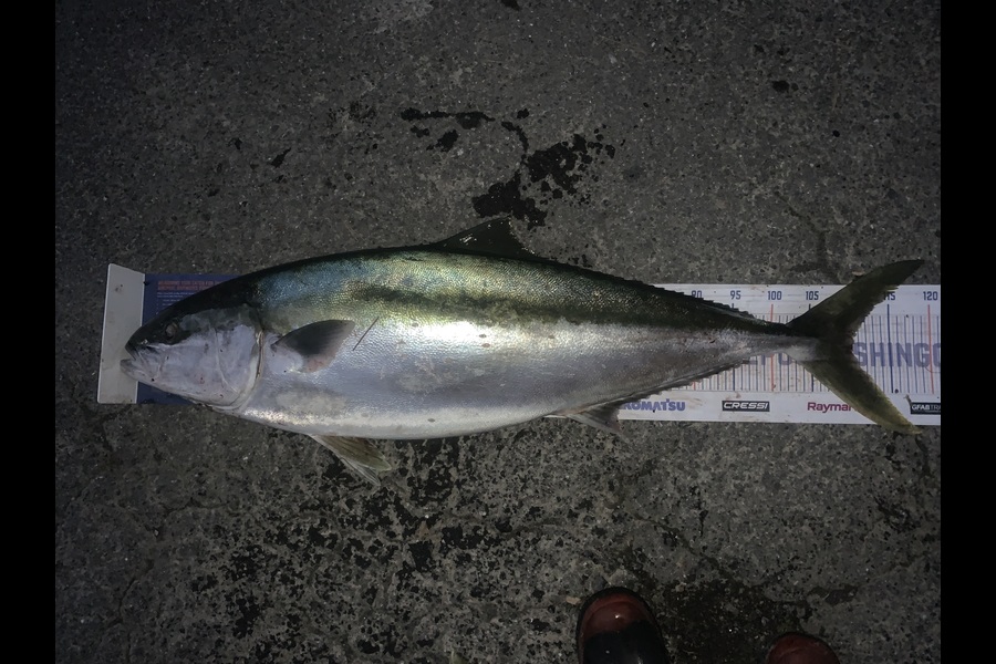 Josh Bolton caught this 110.0cm Kingfish at Wellington during The Hirepool Baitmates Fishing Comp