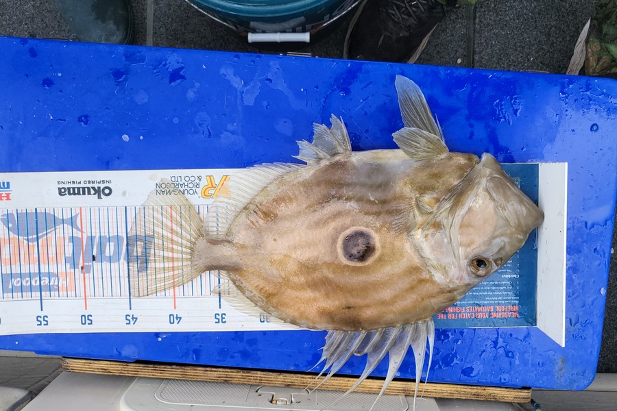 Keith Langham caught this 45.0cm John Dory at Croiselles harbour during The Hirepool Baitmates Fishing Comp