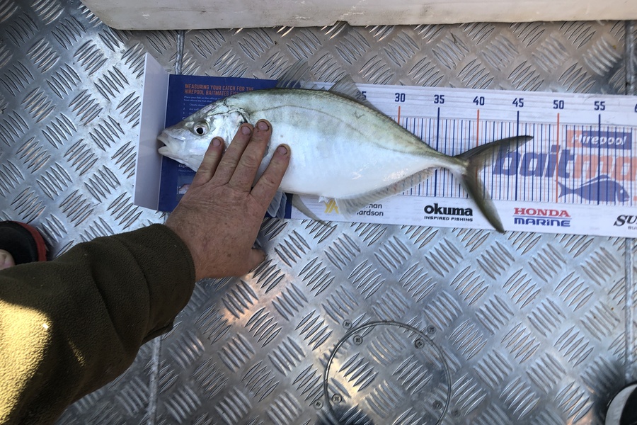 Adam Quinn caught this 40.0cm Tarakihi at Napier  during The Hirepool Baitmates Fishing Comp