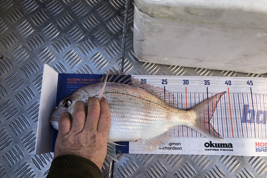 Alex Currie caught this 35.0cm Snapper at Napier  during The Hirepool Baitmates Fishing Comp