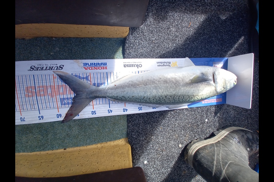 Sandra Dicker caught this 54.5cm Kahawai at Orerepoint  during The Hirepool Baitmates Fishing Comp