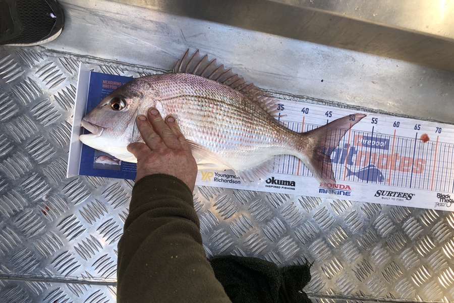 Gavin Quinn caught this 46.0cm Snapper at Napier  during The Hirepool Baitmates Fishing Comp