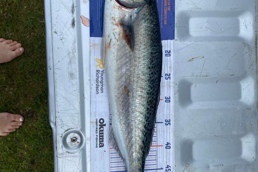 Shaun Johnston caught this 52.5cm Kahawai at Coville during The Hirepool Baitmates Fishing Comp