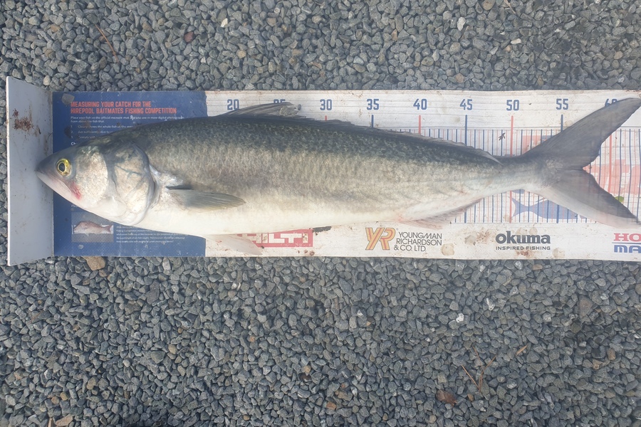 Rodney Niven caught this 57.0cm Kahawai at Mana during The Hirepool Baitmates Fishing Comp