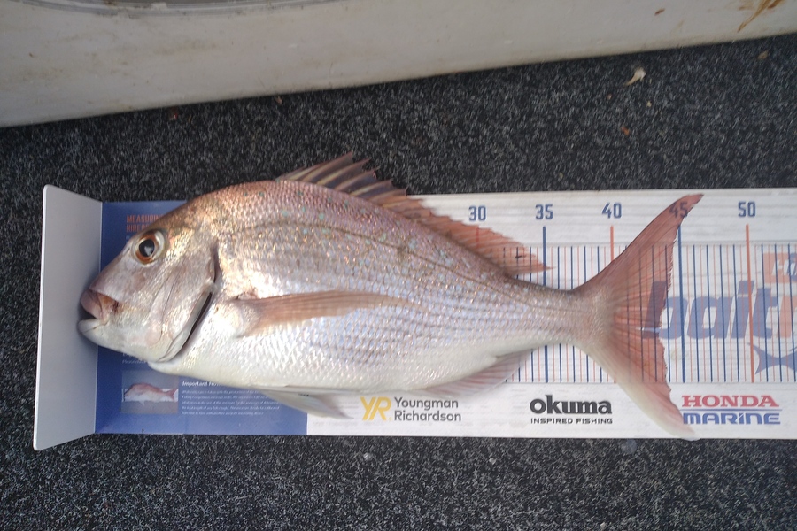 Alex Devine caught this 43.0cm Snapper at Orerepoint  during The Hirepool Baitmates Fishing Comp