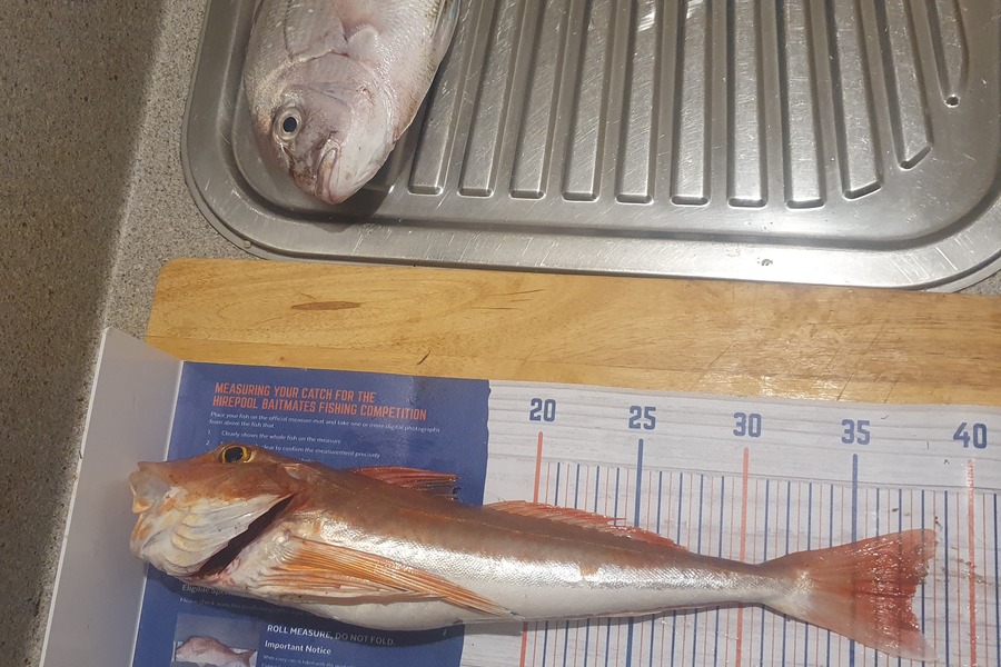 Yolande Jeffares caught this 37.5cm Gurnard at Tasman Bay during The Hirepool Baitmates Fishing Comp