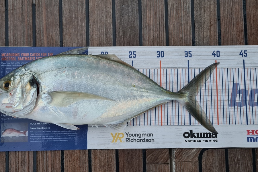 Brock Coddington caught this 36.0cm Trevally at Waiheke Island during The Hirepool Baitmates Fishing Comp