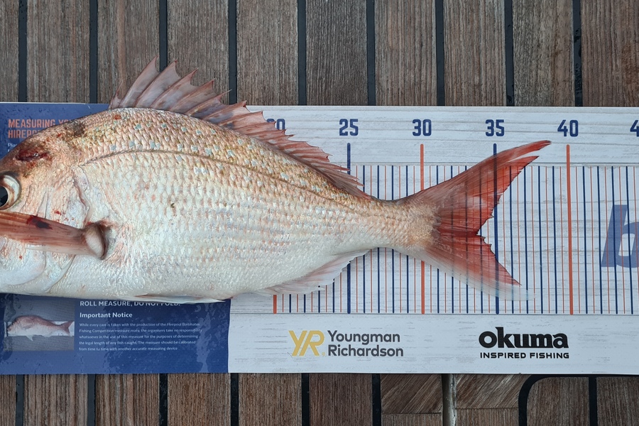 Brock Coddington caught this 33.5cm Snapper at Waiheke Island during The Hirepool Baitmates Fishing Comp